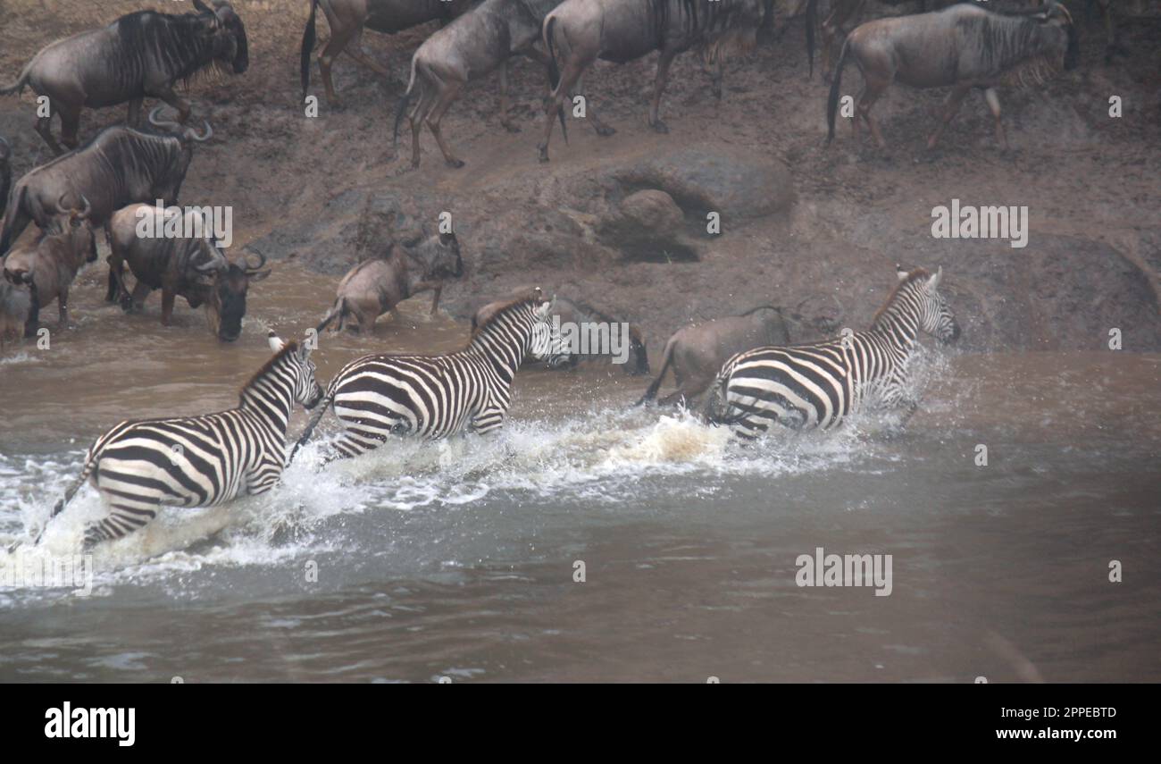 Wildebeest Migration with Burchell's Zebra at Mara River in Maasai Mara National Park Stock Photo