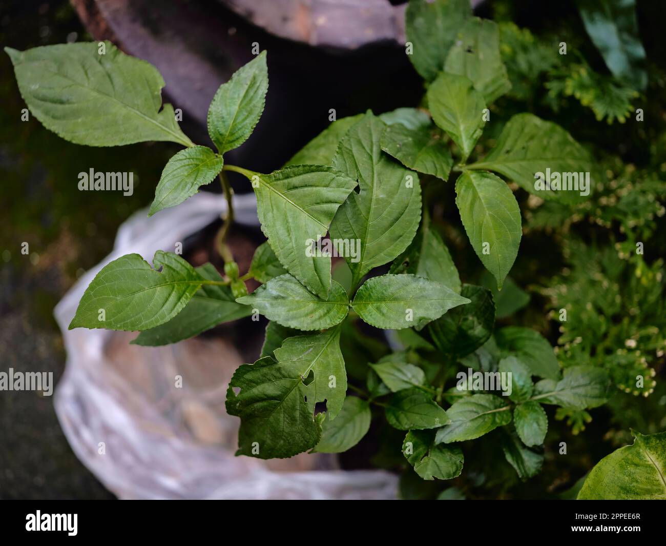 THAI NAME ' HOM ' or Baphicacanthus cusia Brem plant for dyeing cloths indigo color. Raw materials and equipment. Stock Photo