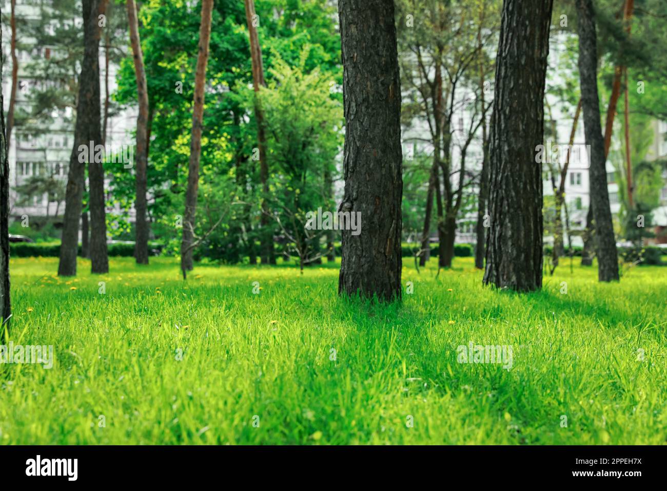 Grass in city park hi-res stock photography and images - Alamy