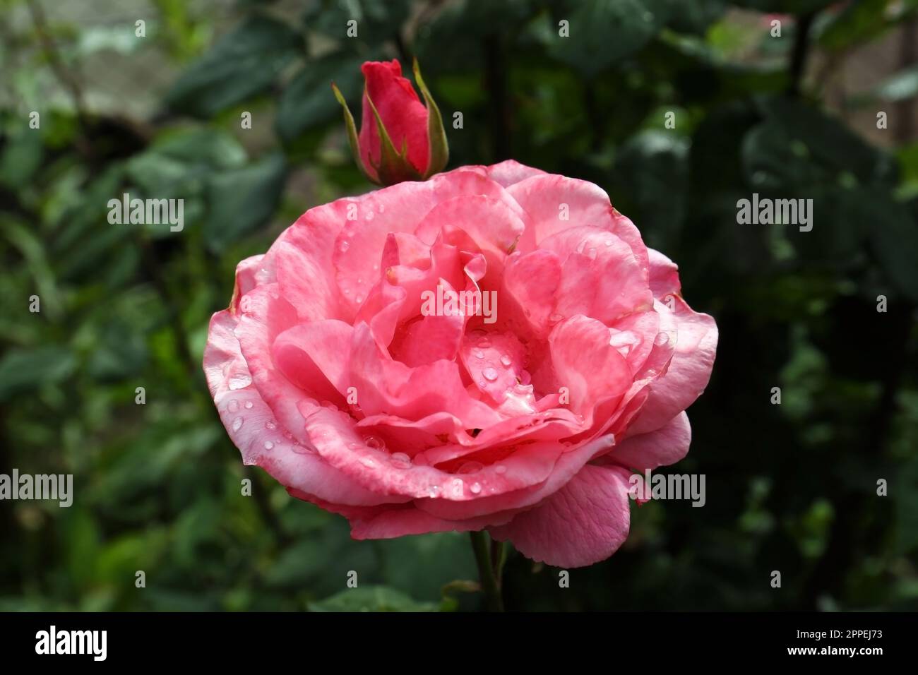 Beautiful pink rose flower with dew drops in garden, closeup Stock ...