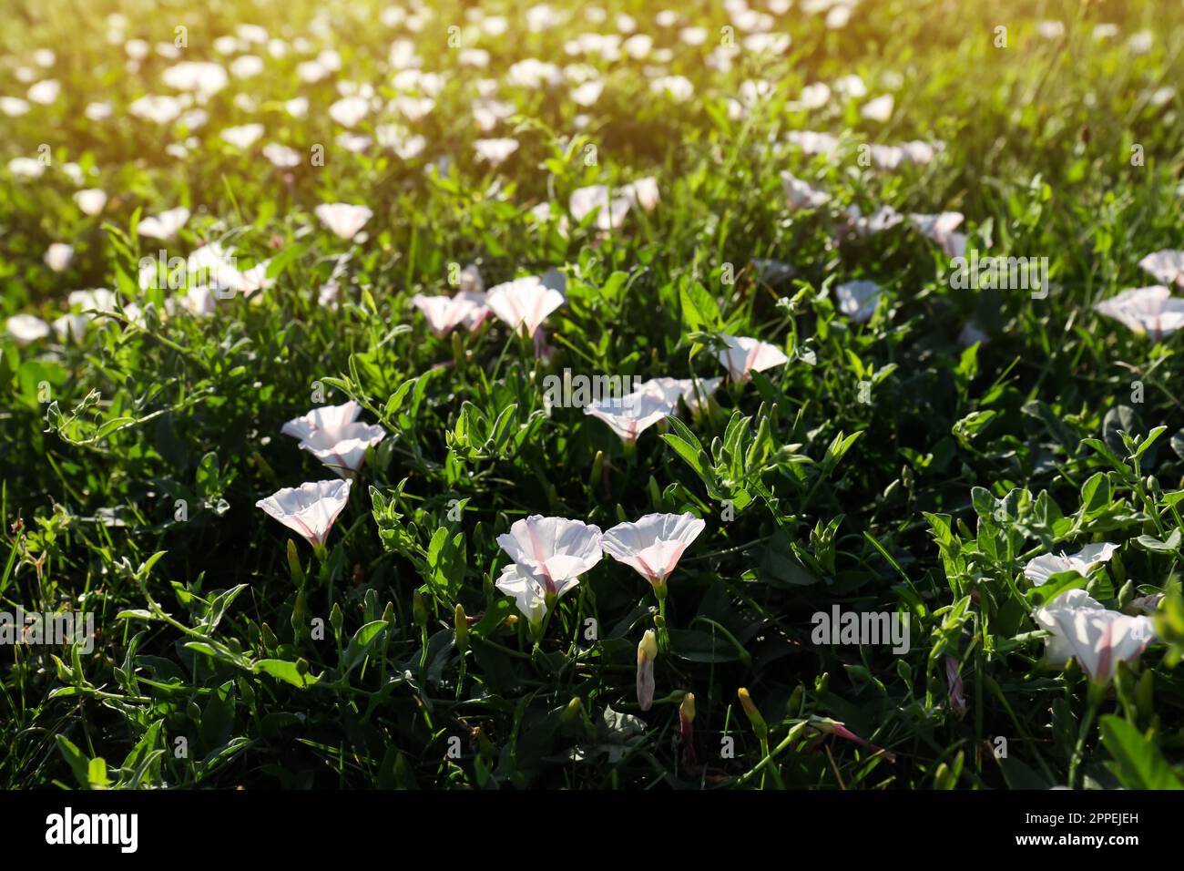 Bindweed flowers growing in hi-res stock photography and images - Alamy
