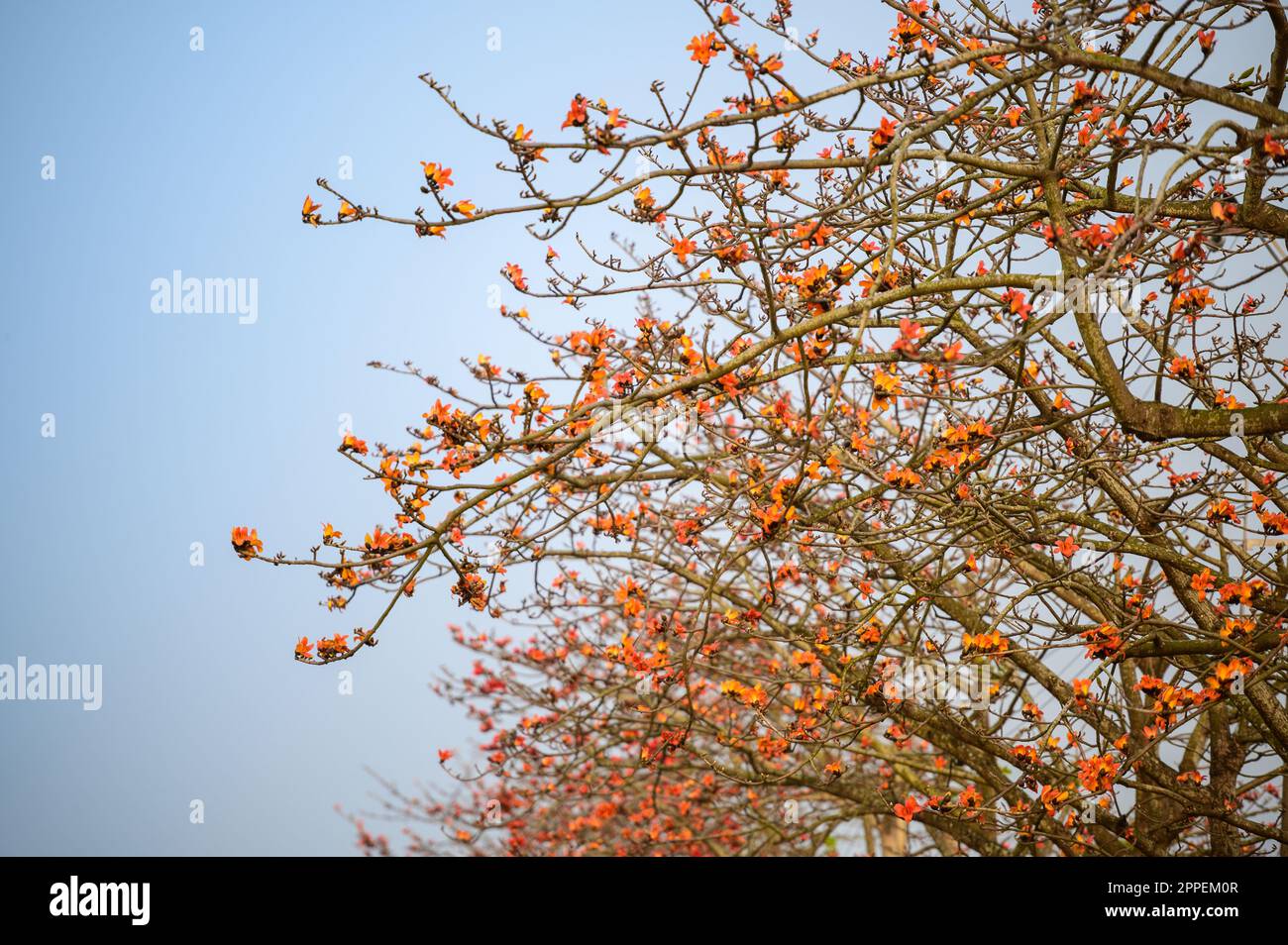 The flowers of the kapok tree are orange and it blooms in the spring. The famous Linchupi Kapok Road. Tainan City, Taiwan. Stock Photo