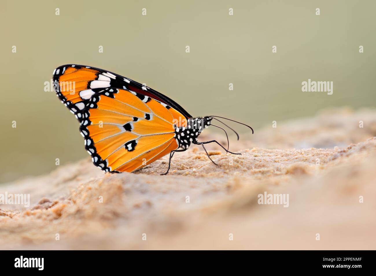 An African monarch (Danaus chrysippus) butterfly sitting on sand, South Africa Stock Photo
