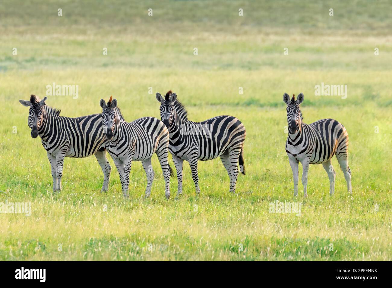 South africa safari sunset animal hi-res stock photography and images