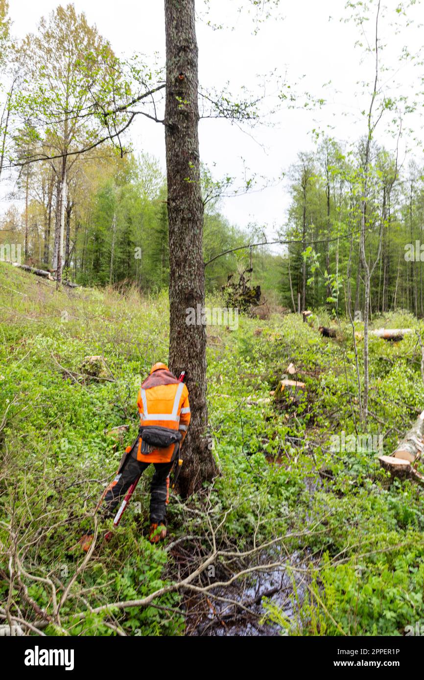 Lumberjack cutting tree trunk with chainsaw Stock Photo Alamy