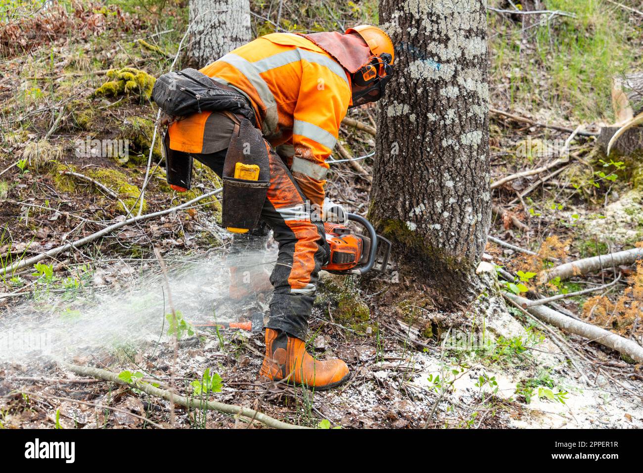 Lumberjack cutting tree trunk with chainsaw Stock Photo Alamy