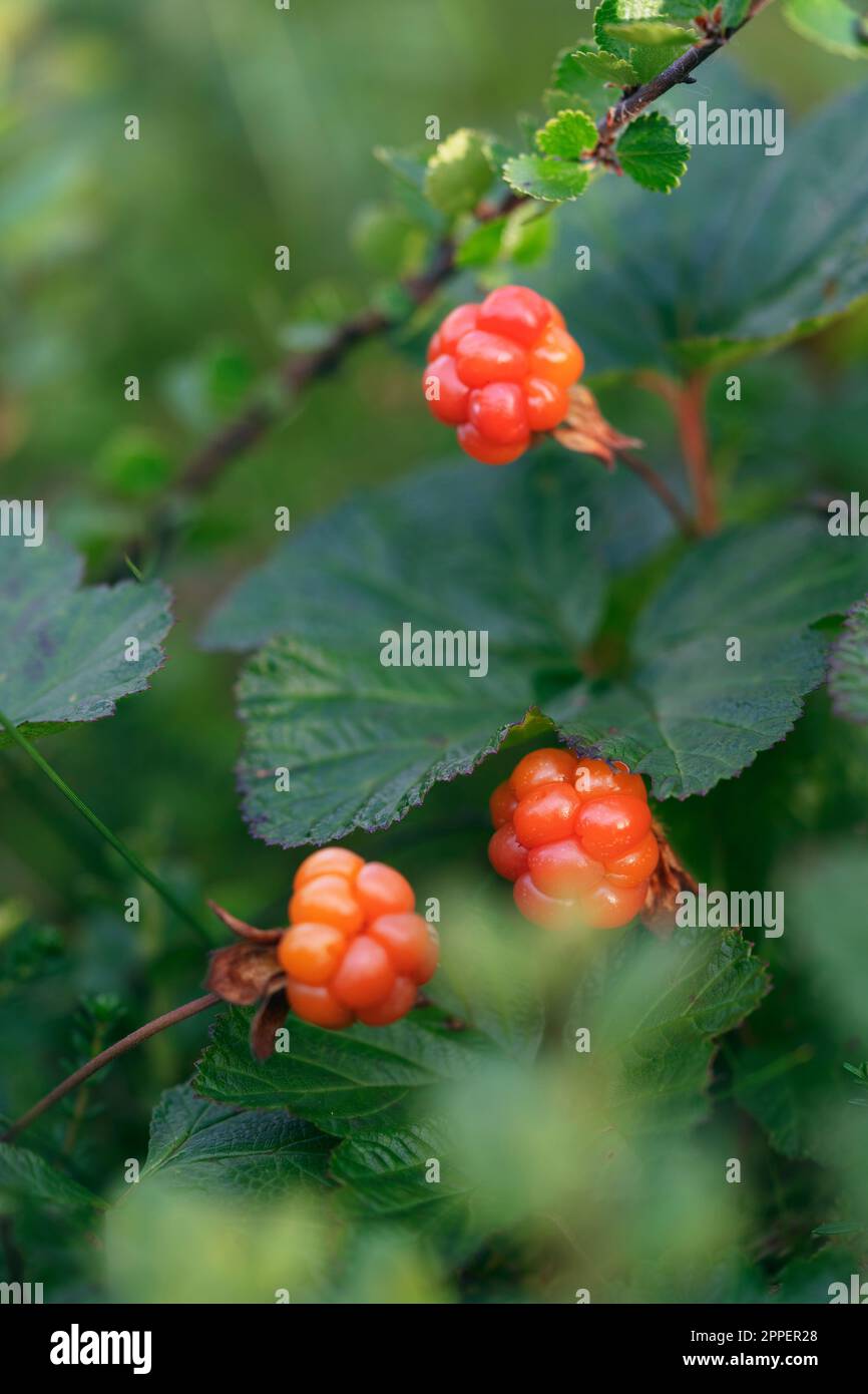 Close-up of ripe berry fruits Stock Photo