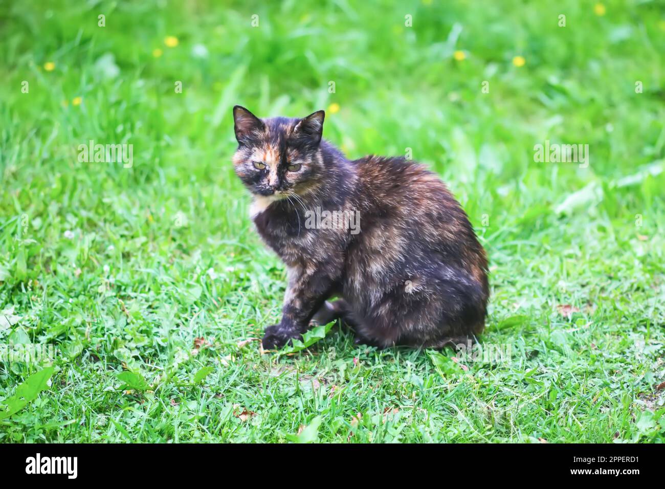 Domestic cat in the garden Stock Photo - Alamy