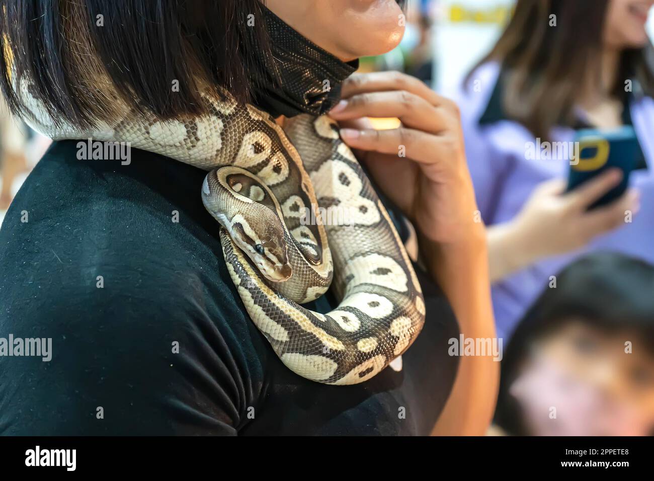 Ball Python Pet