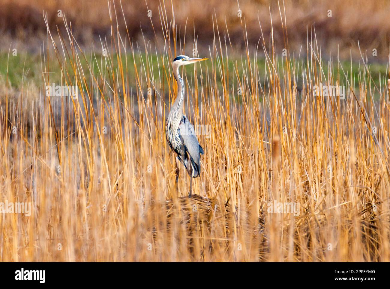 A Great Blue Heron (Ardea herodias) stands on a mound of cattails near the Eccles Center Nature Trail, Farmington Bay Waterfowl Management Area, Utah, Stock Photo