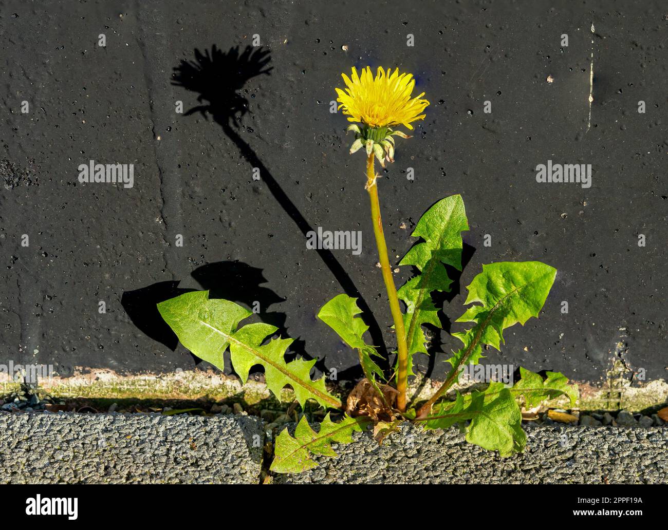 yellow dandelion flower on a wall Stock Photo