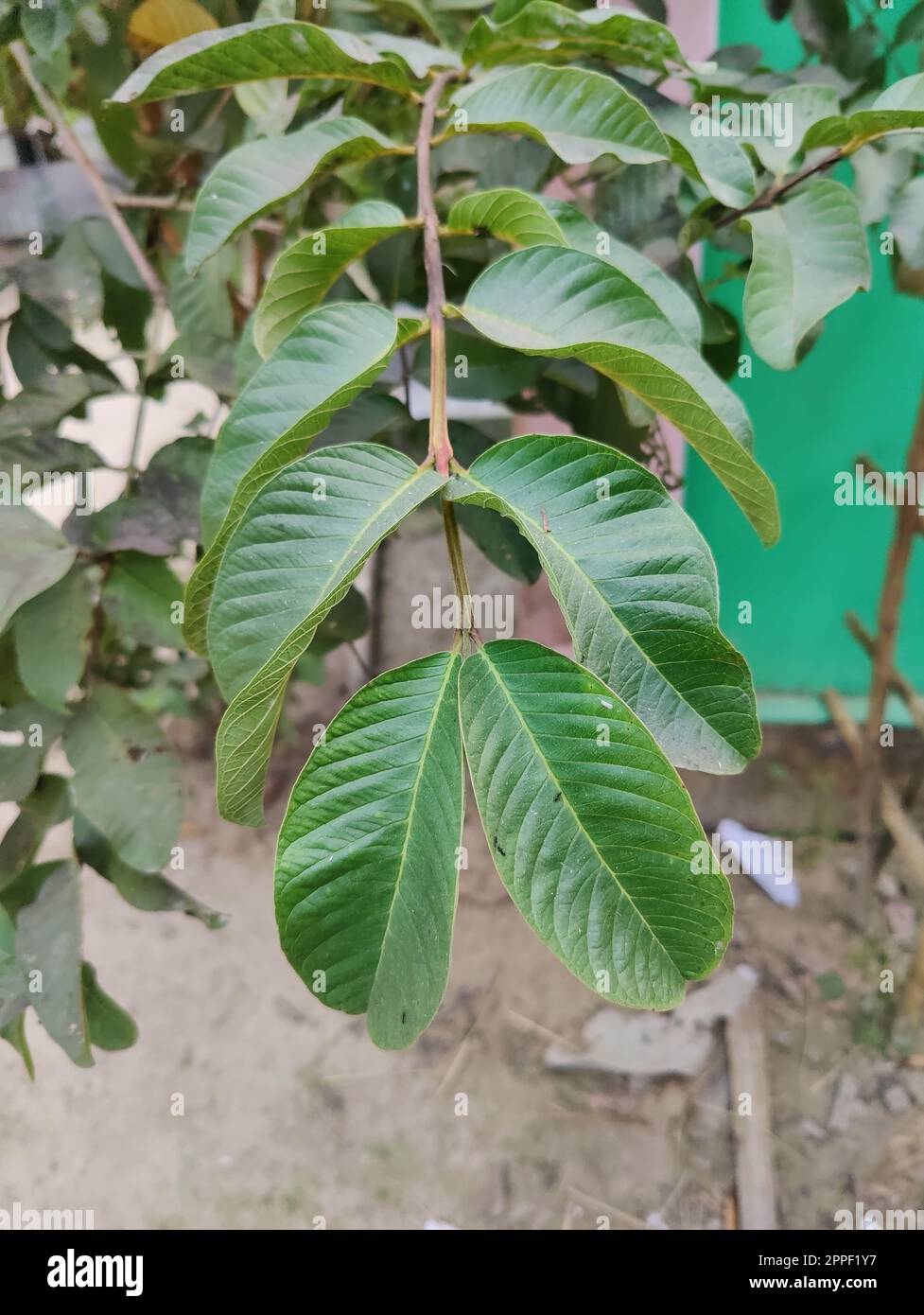 Village nature trees, Village nature of bangladesh Stock Photo Alamy
