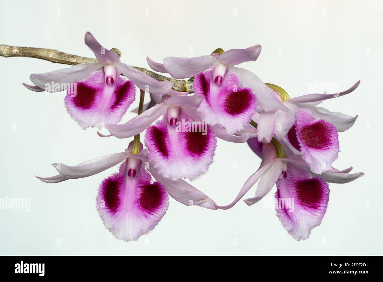Closeup view of colorful purple pink and white flowers of epiphytic tropical orchid species dendrobium anosmum blooming isolated on white background Stock Photo