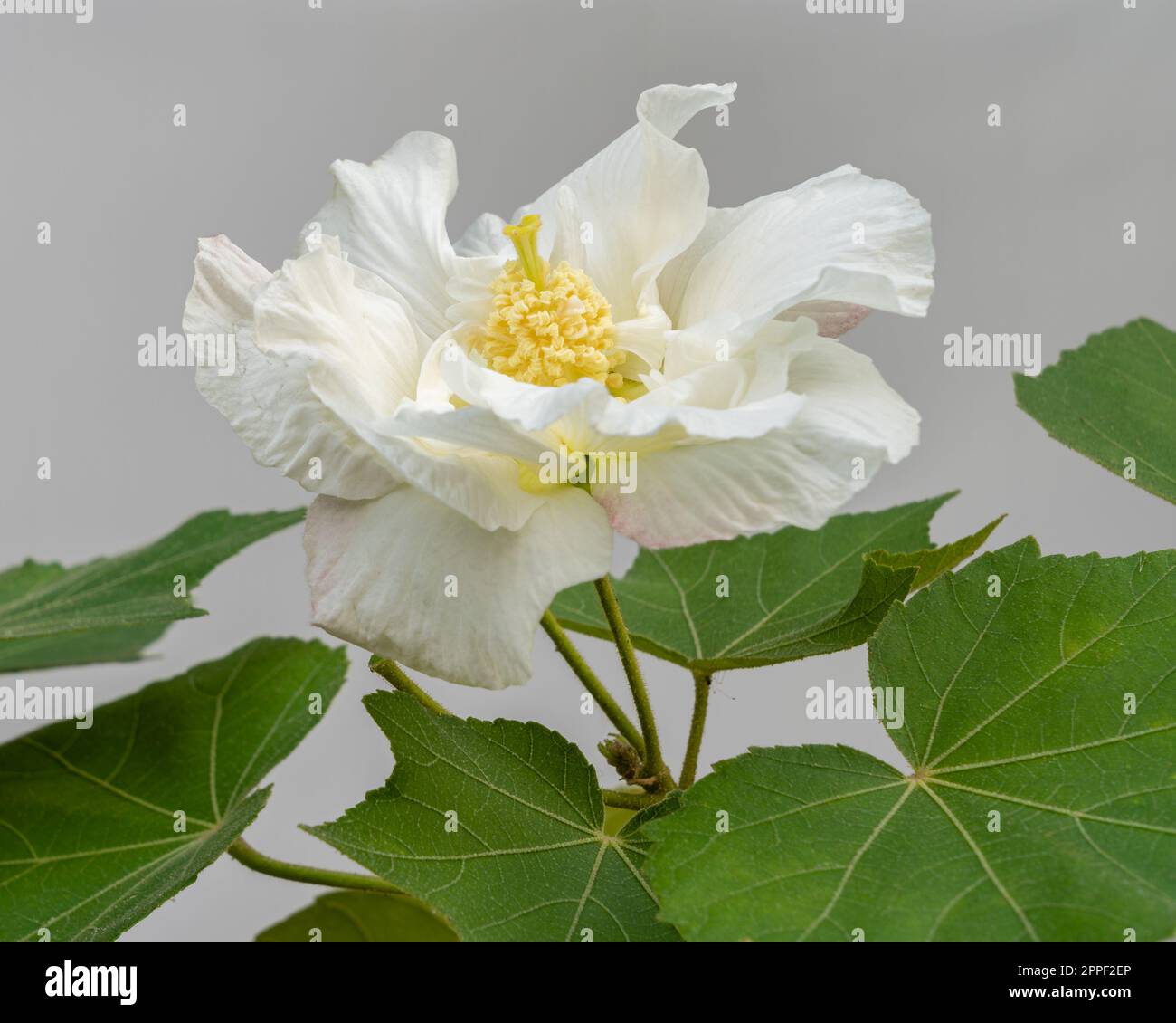 Closeup view of bright white hibiscus mutabilis flower aka Confederate rose or Dixie rosemallow with foliage isolated on white background Stock Photo