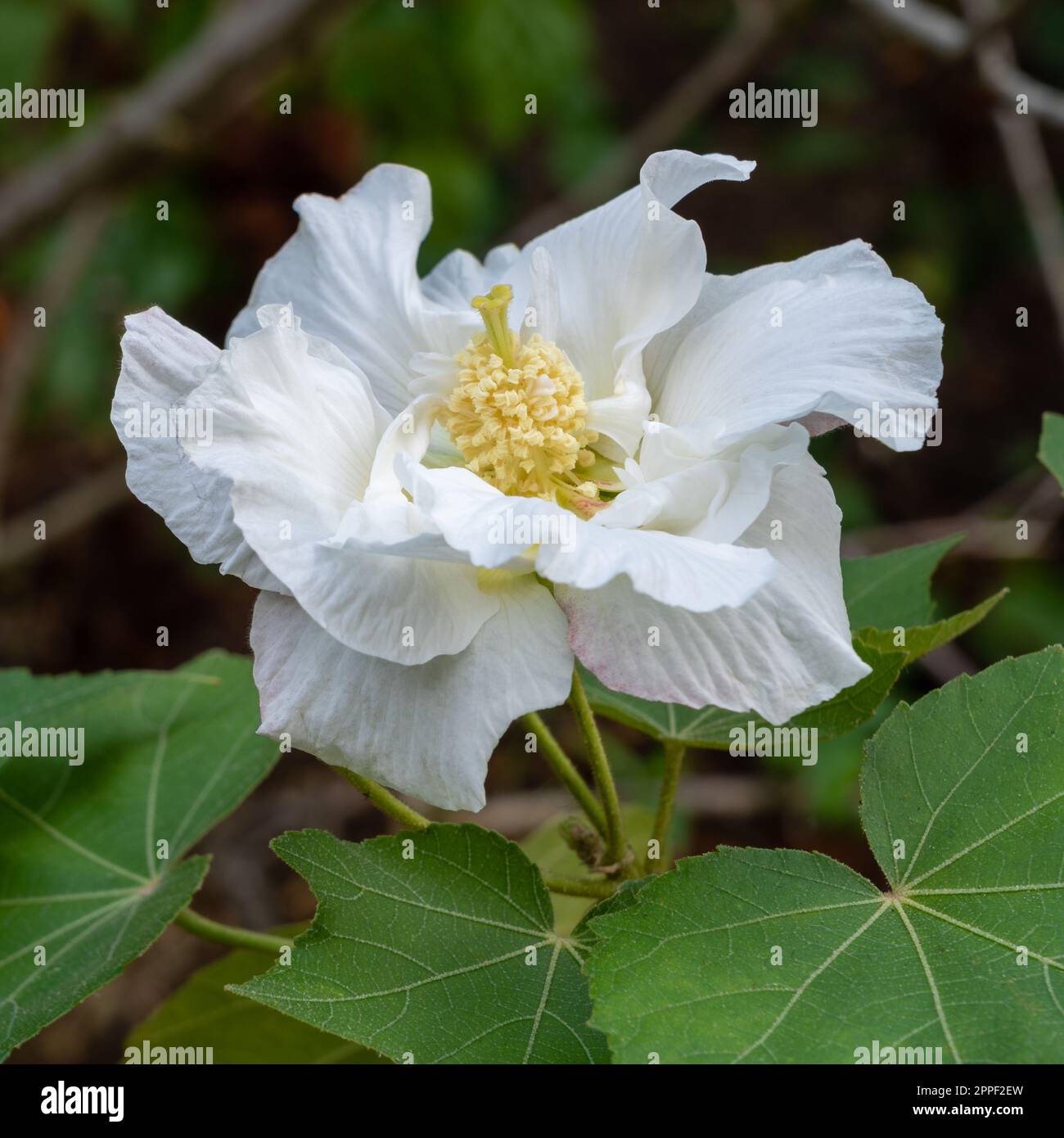 Closeup view of bright white hibiscus mutabilis flower aka Confederate rose or Dixie rosemallow with foliage outdoors in tropical garden Stock Photo