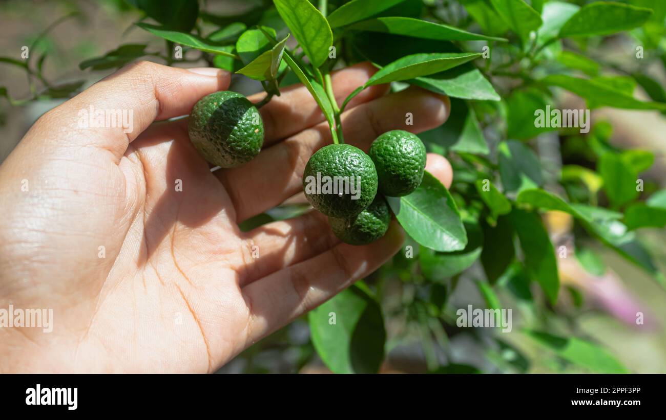 Fruit Citrus amblycarpa or lime or bergamot on a tree in the garden Stock Photo