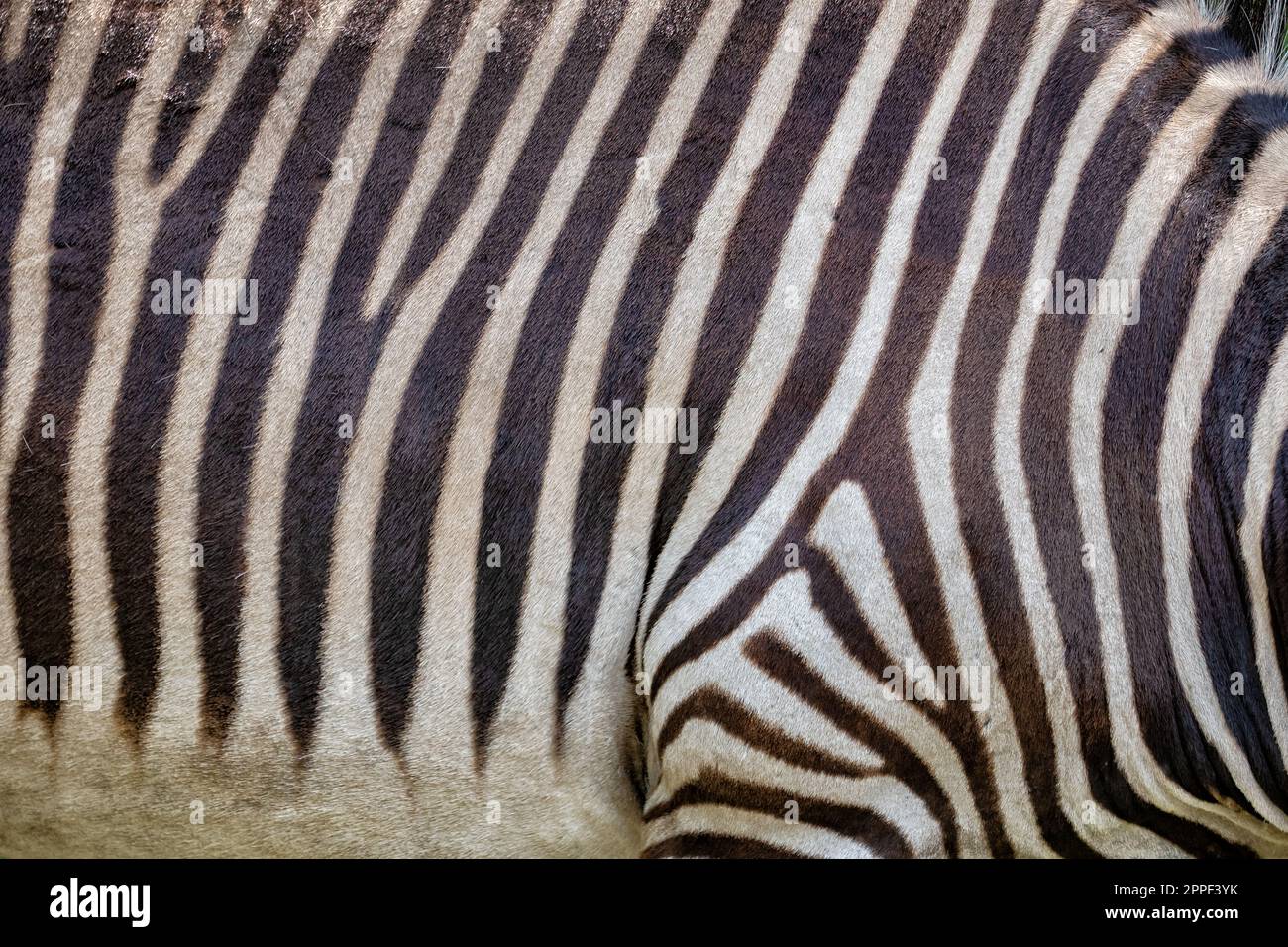 Hartmann's mountain zebra (Equus zebra Hartmannae) skin background ...