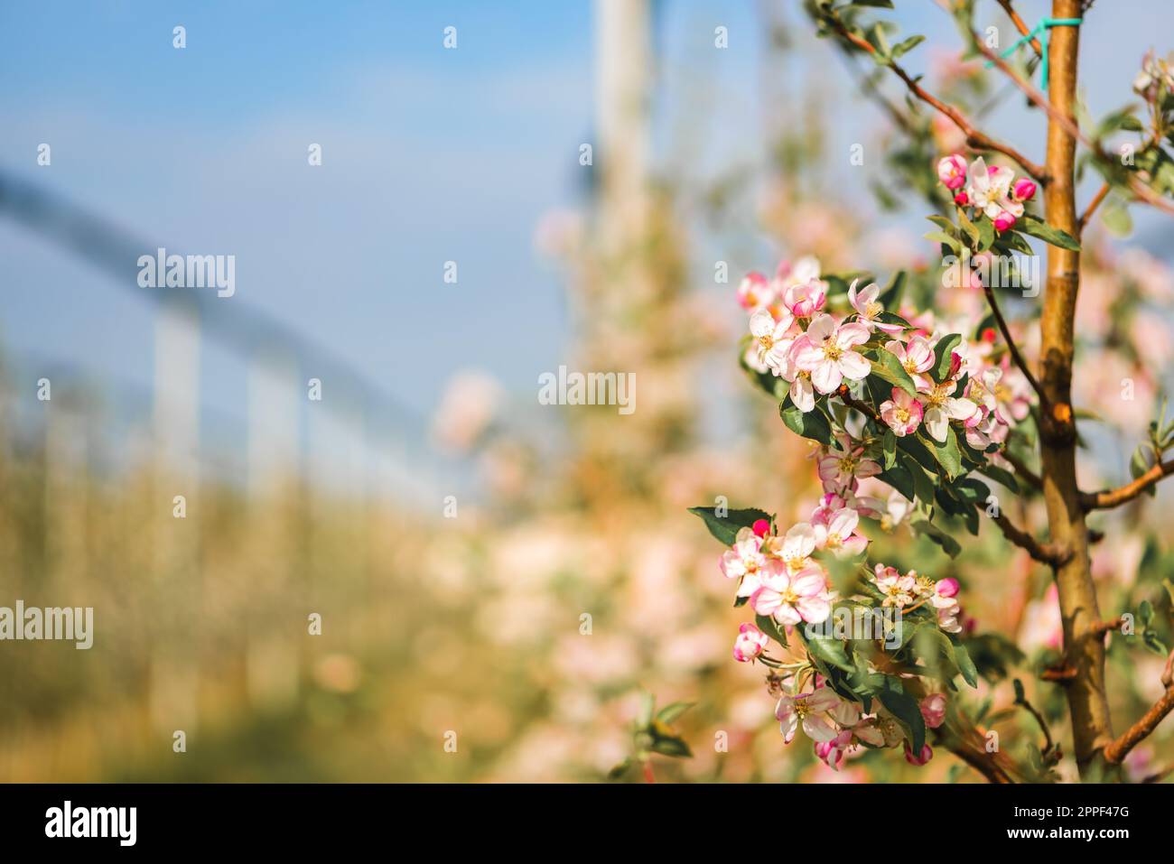 Apple fruit orchard with trees in bloom, diminishing perspective Stock Photo