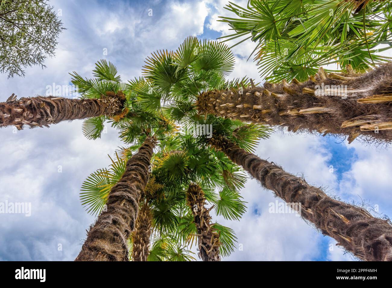 Low angle view of tall palm trees at seaside travel destination, directly below Stock Photo