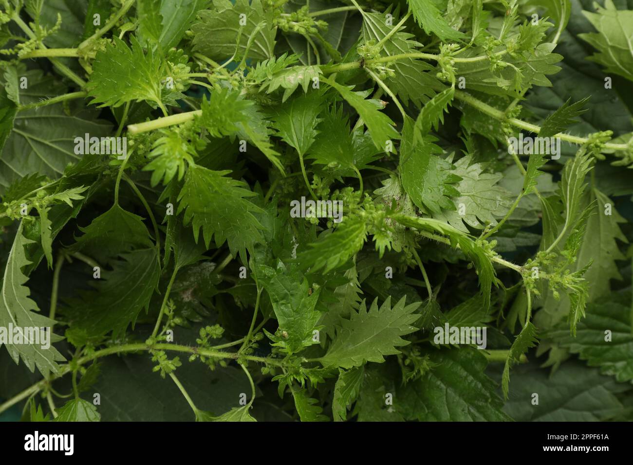 Stinging Net Fresh stinging nettle leaves as background, closeup view Stock Photo ...