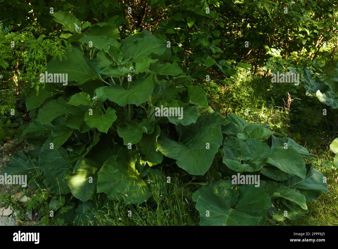 Burdock plant with big green leaves outdoors Stock Photo - Alamy