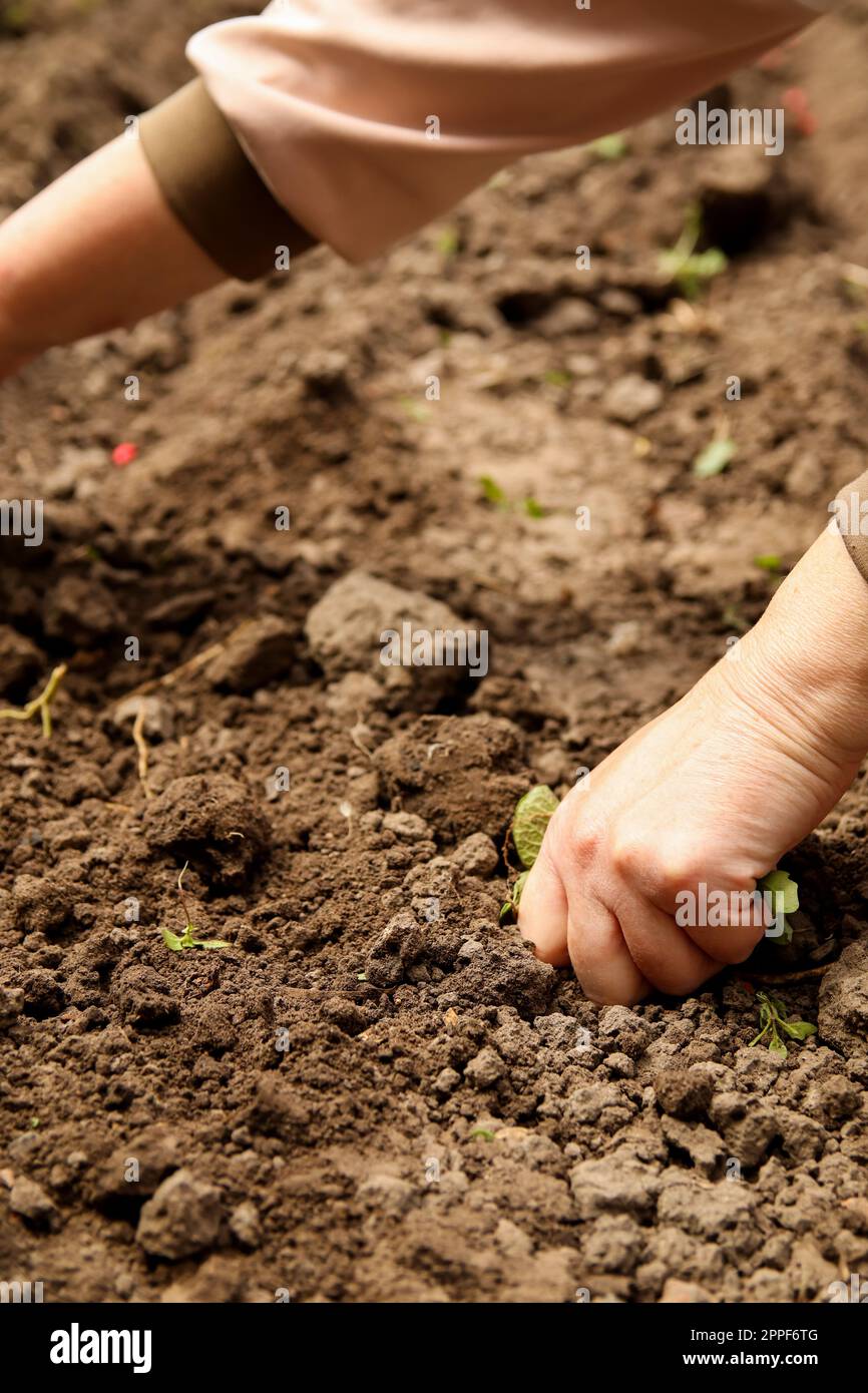Hand put seedlings in soil. Growth a seed of vegetable or plant