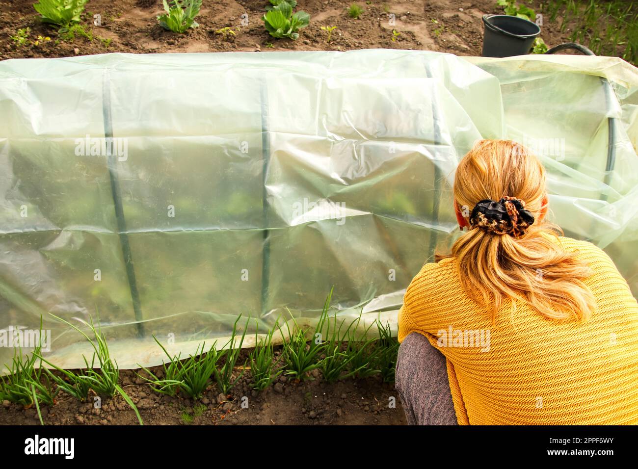Low tunnel greenhouse. Female hands holding stretching new polythene