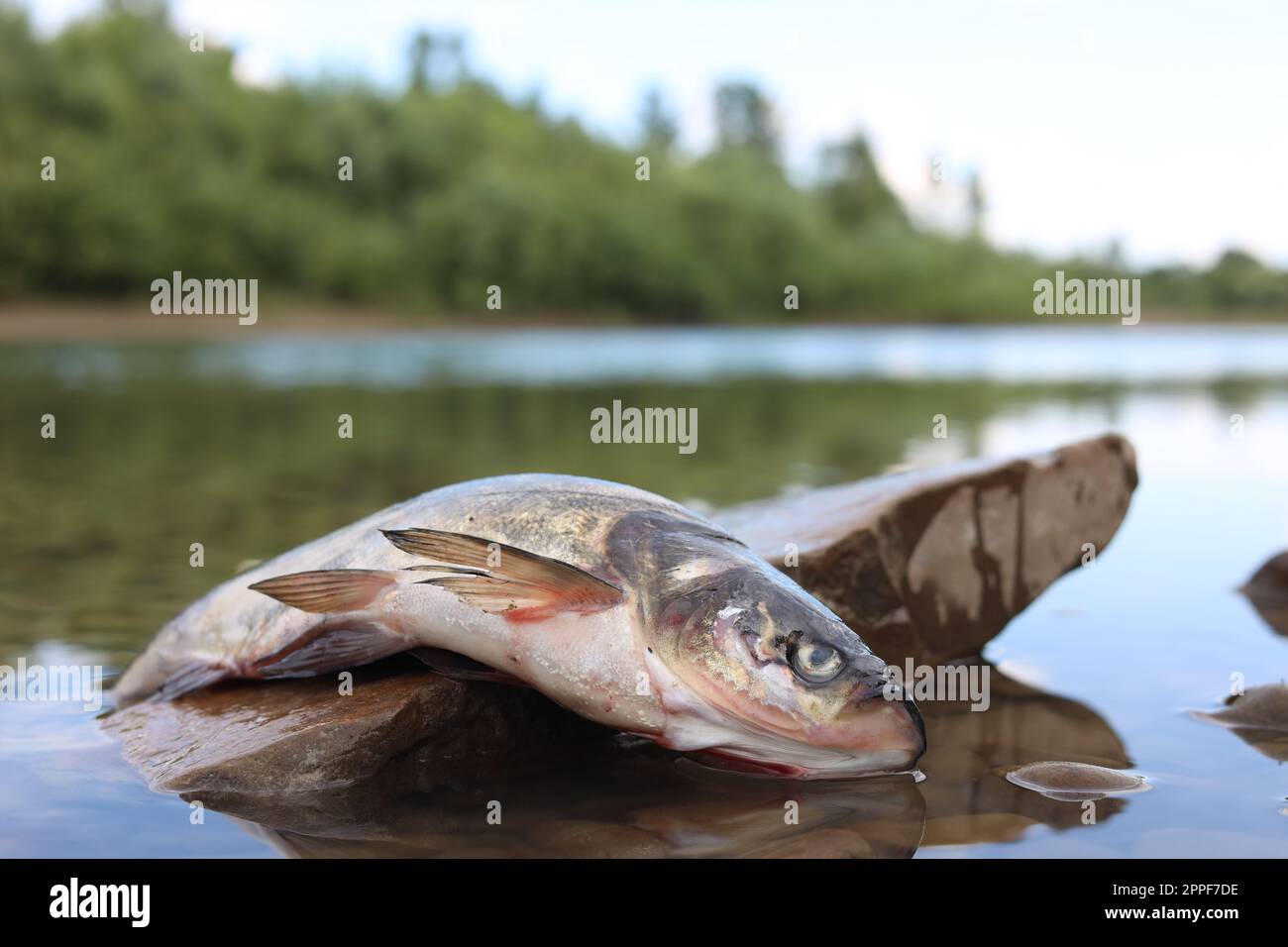 Dead fish on stone in river, closeup. Environmental pollution concept ...
