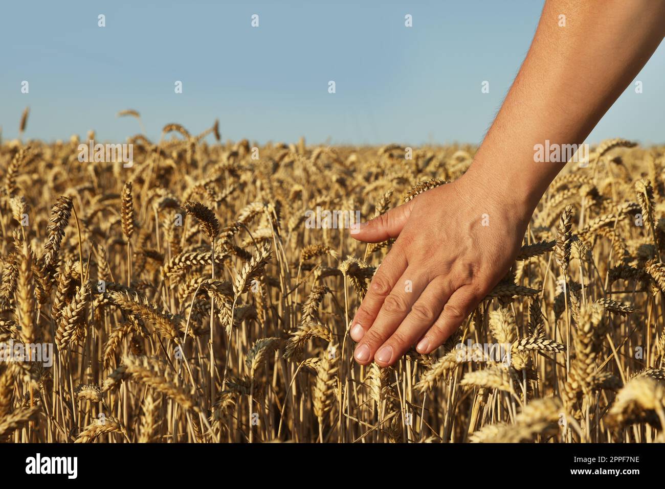 Man touching beautiful wheat field hi-res stock photography and images ...