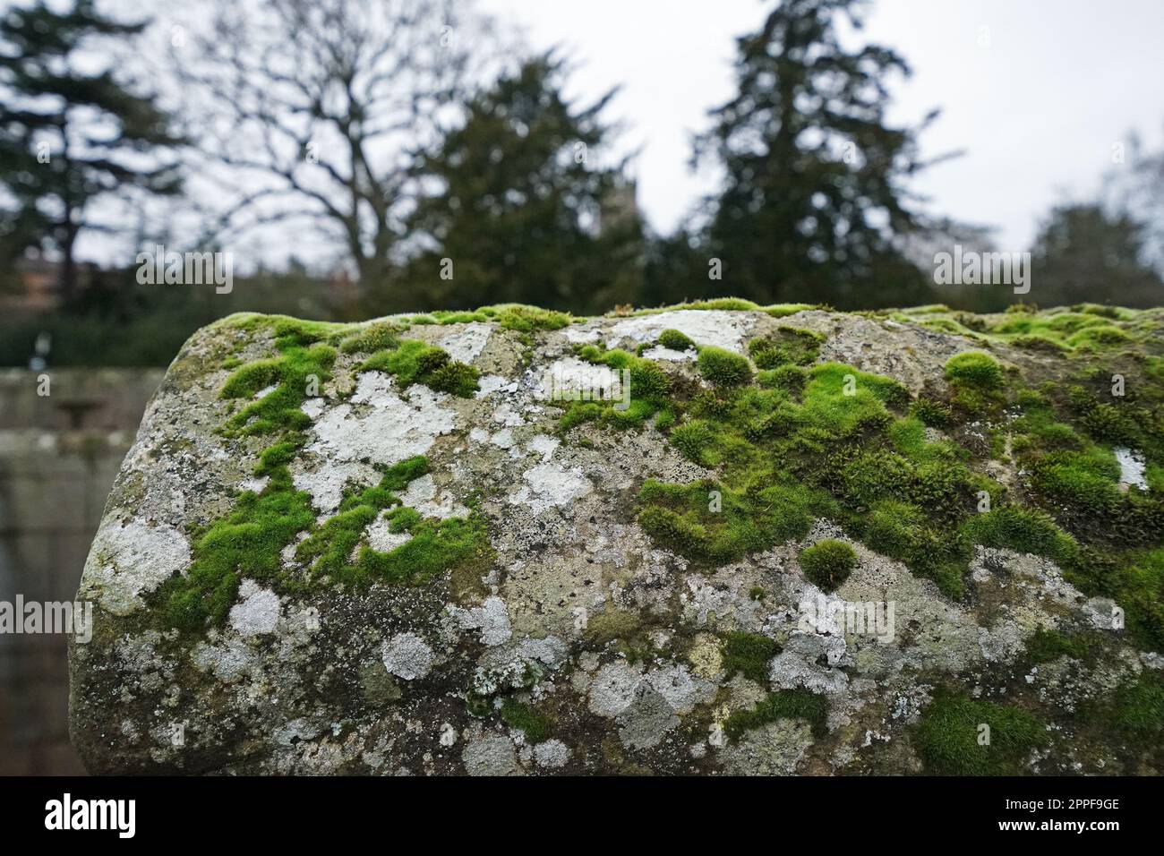 Moss covered on tree hi-res stock photography and images - Alamy