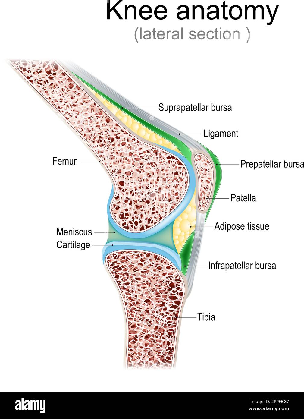 Knee anatomy. Side view. lateral section of joint with ligaments, meniscus, and bursae. knee joint cavity. Cross section of leg bones. detailed vector Stock Vector