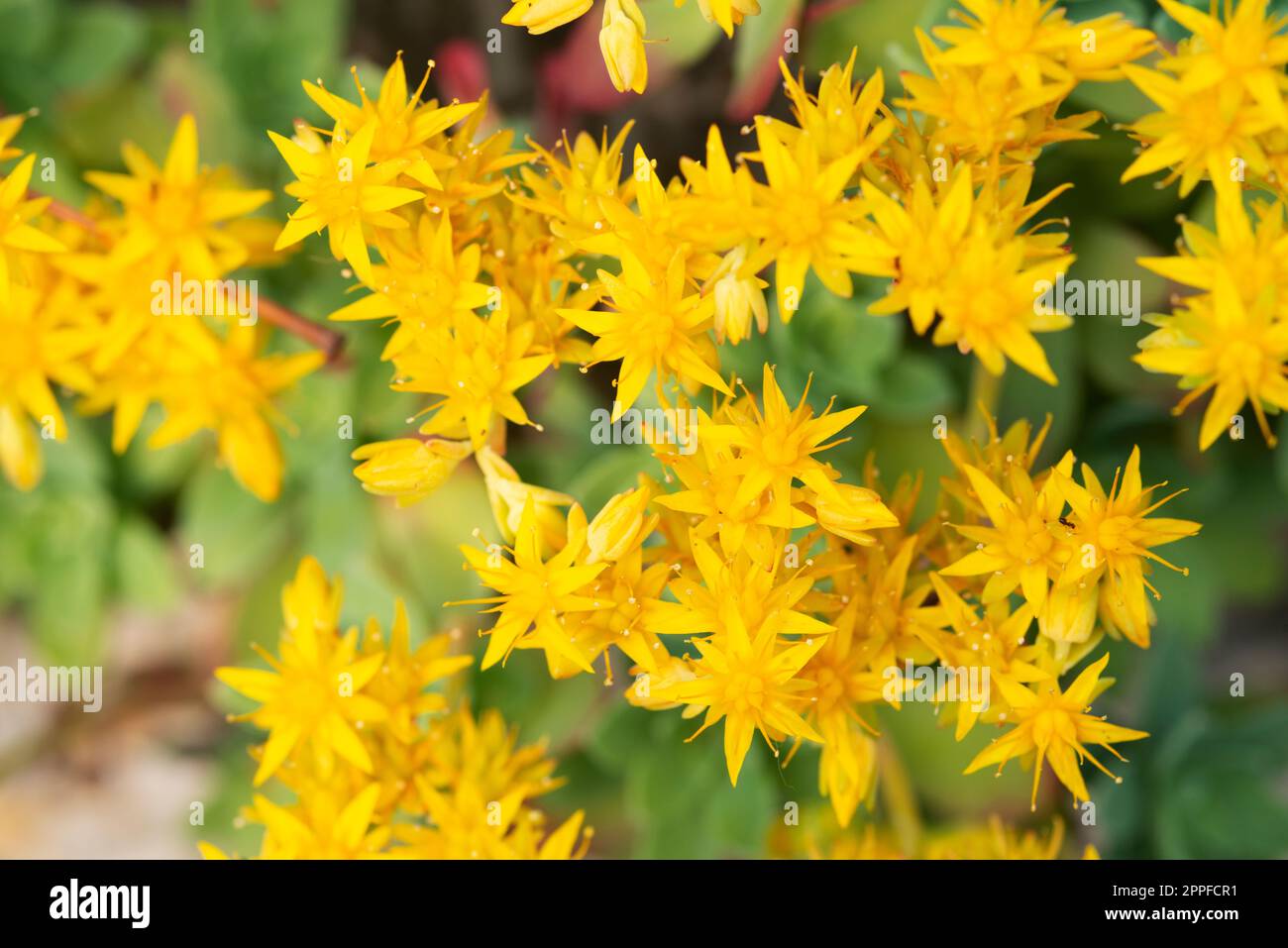 Succulent Plant, Sedum Palmeri, Flowers Stock Photo