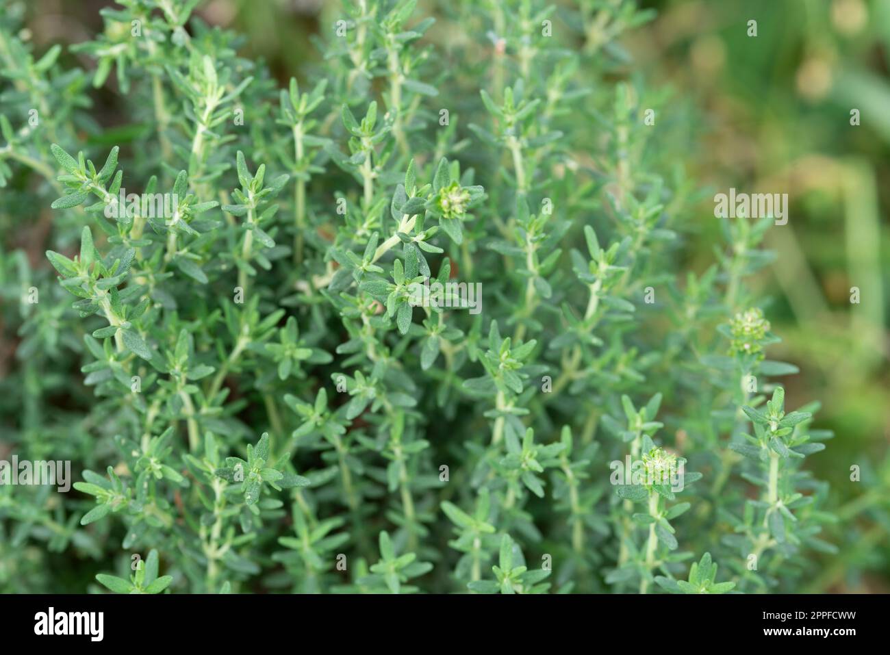 Fresh Thyme in Flower Stock Photo