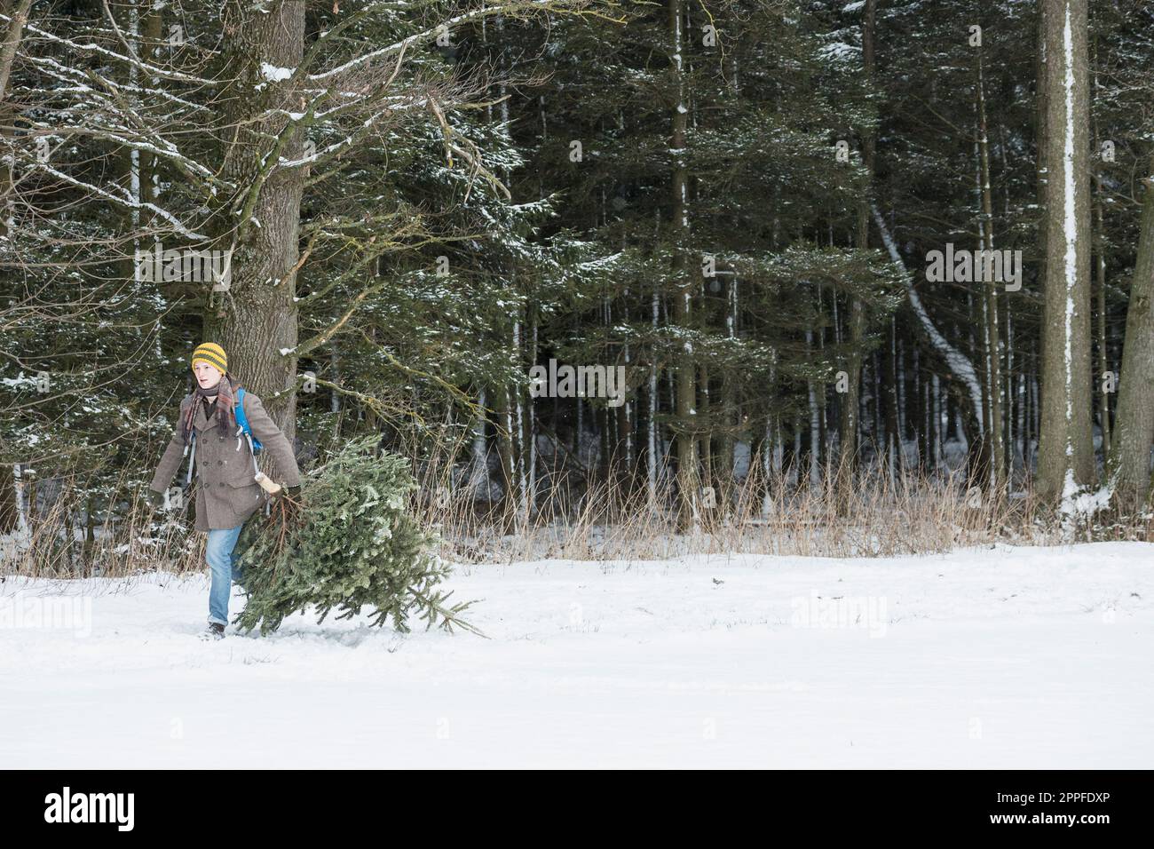 Young man carrying christmas tree by the edge of forest, Bavaria, Germany Stock Photo