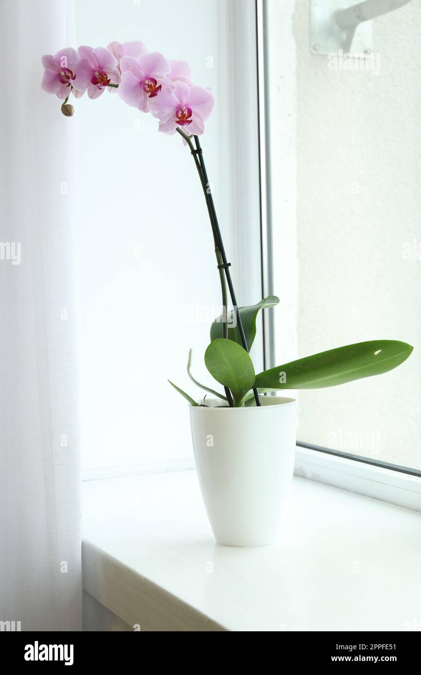 Beautiful potted Phalaenopsis orchid on window sill indoors Stock Photo