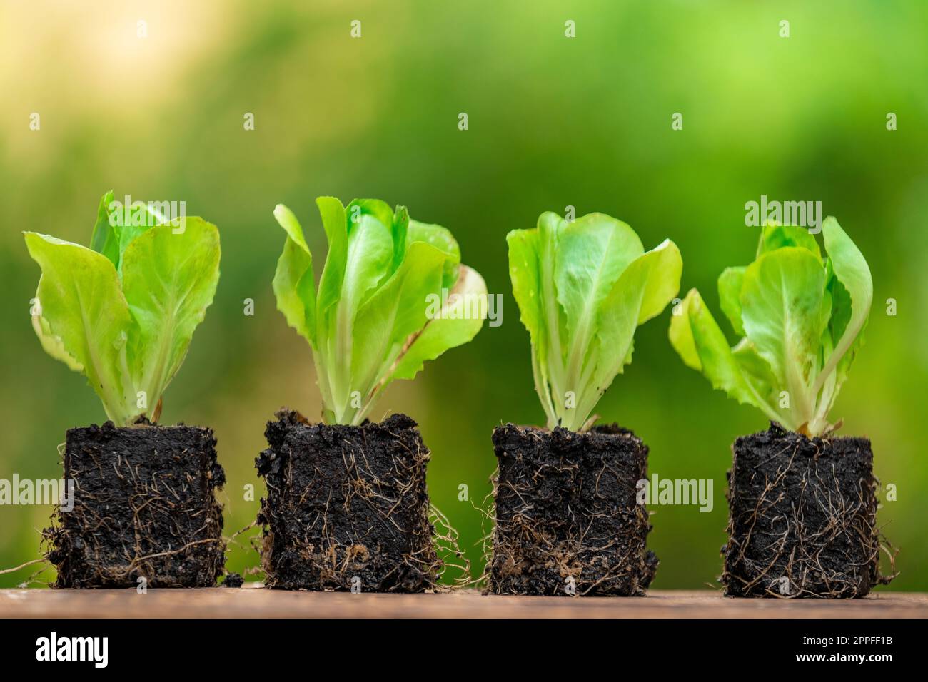 Romaine lettuce seedlings with root system set Stock Photo Alamy