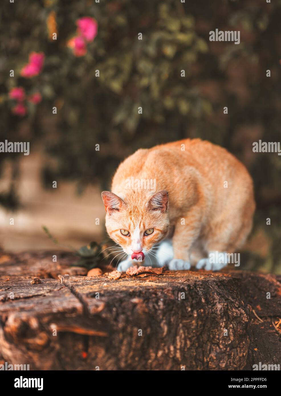 cat in the garden eating with tongue out Stock Photo