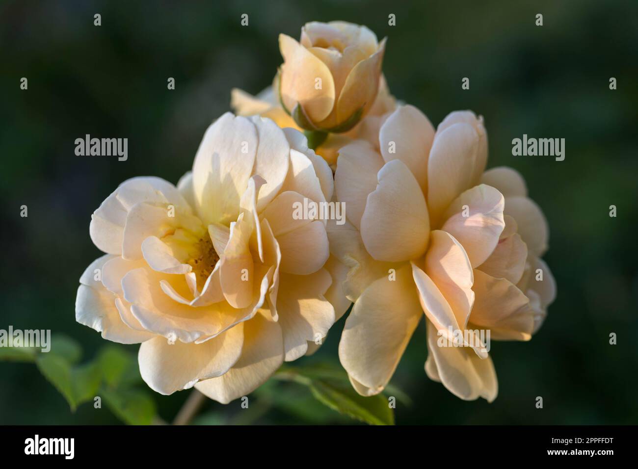 Rosa golden glow hi-res stock photography and images - Alamy