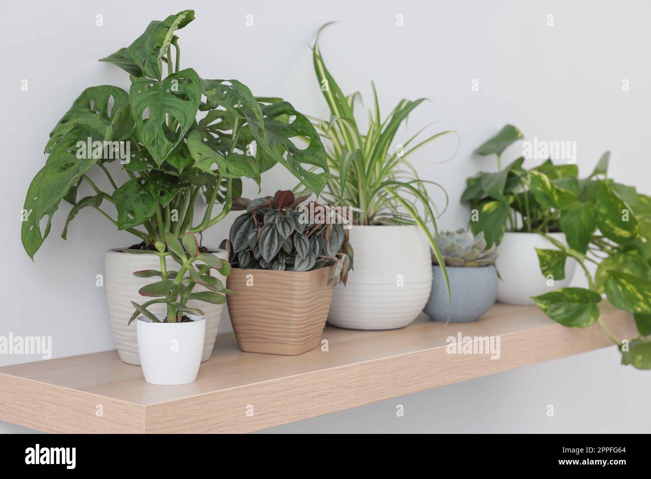 Wooden shelf with beautiful houseplants on light wall Stock Photo