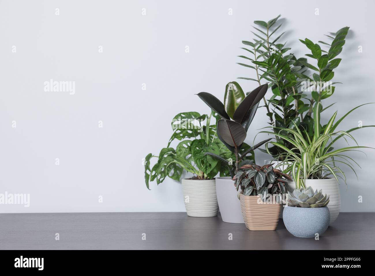 Many different beautiful house plants on wooden table near white wall, space for text Stock Photo