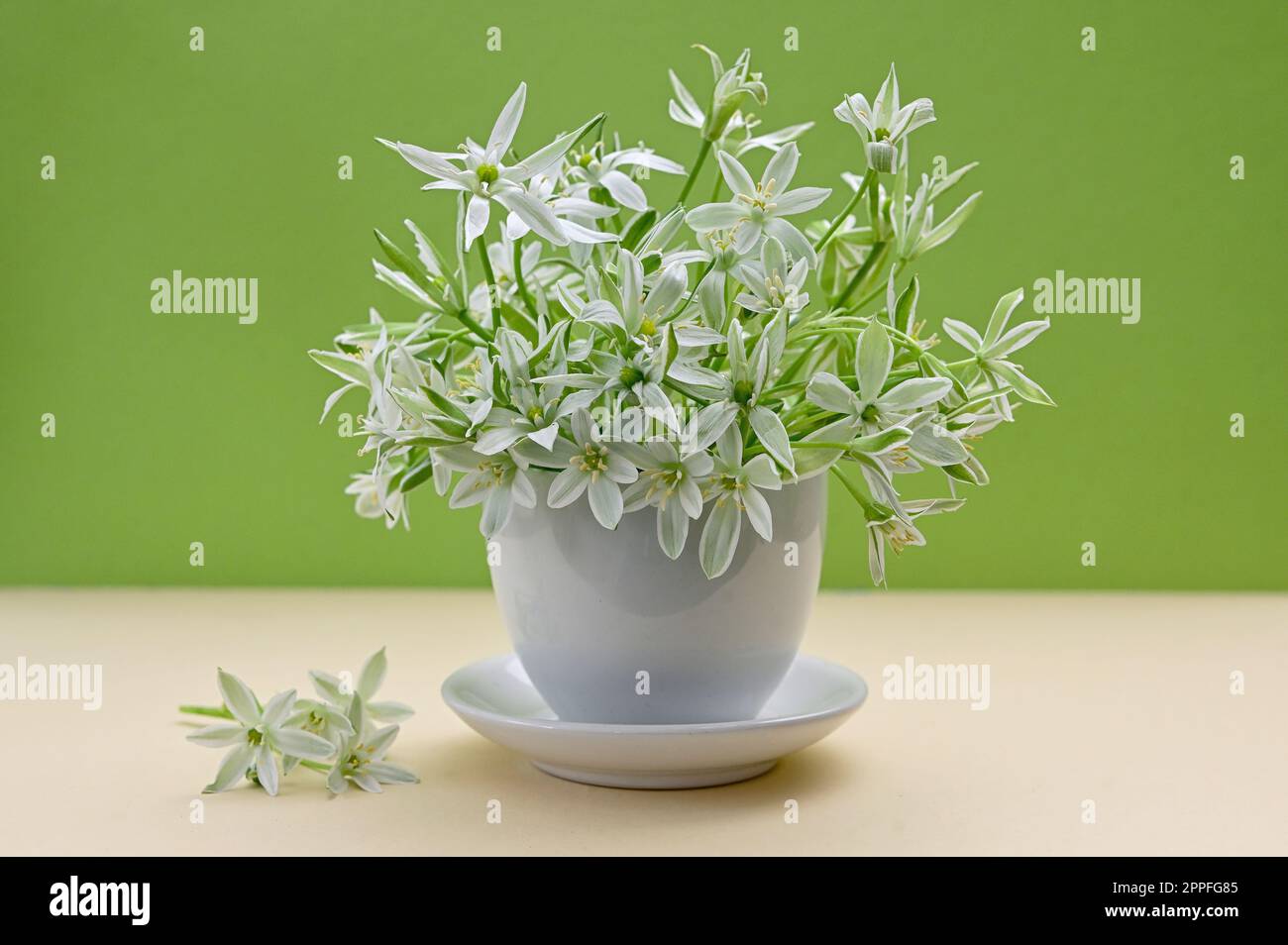 White flowers of Ornithogalum umbellatum or Star of Bethlehem in small vase Stock Photo