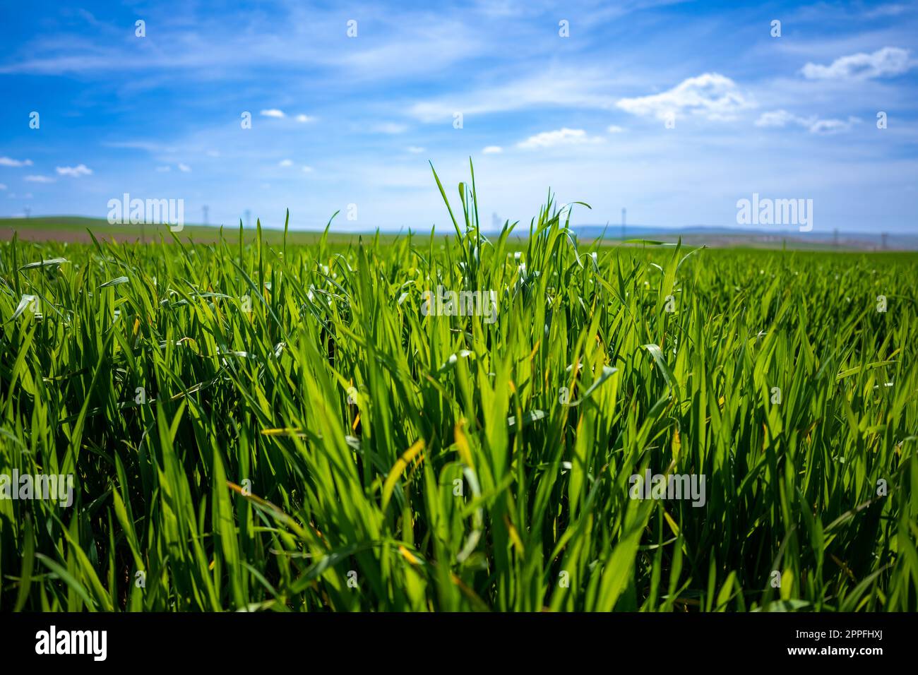 Green Crops Beneath a Blue Sky with White Clouds Stock Photo