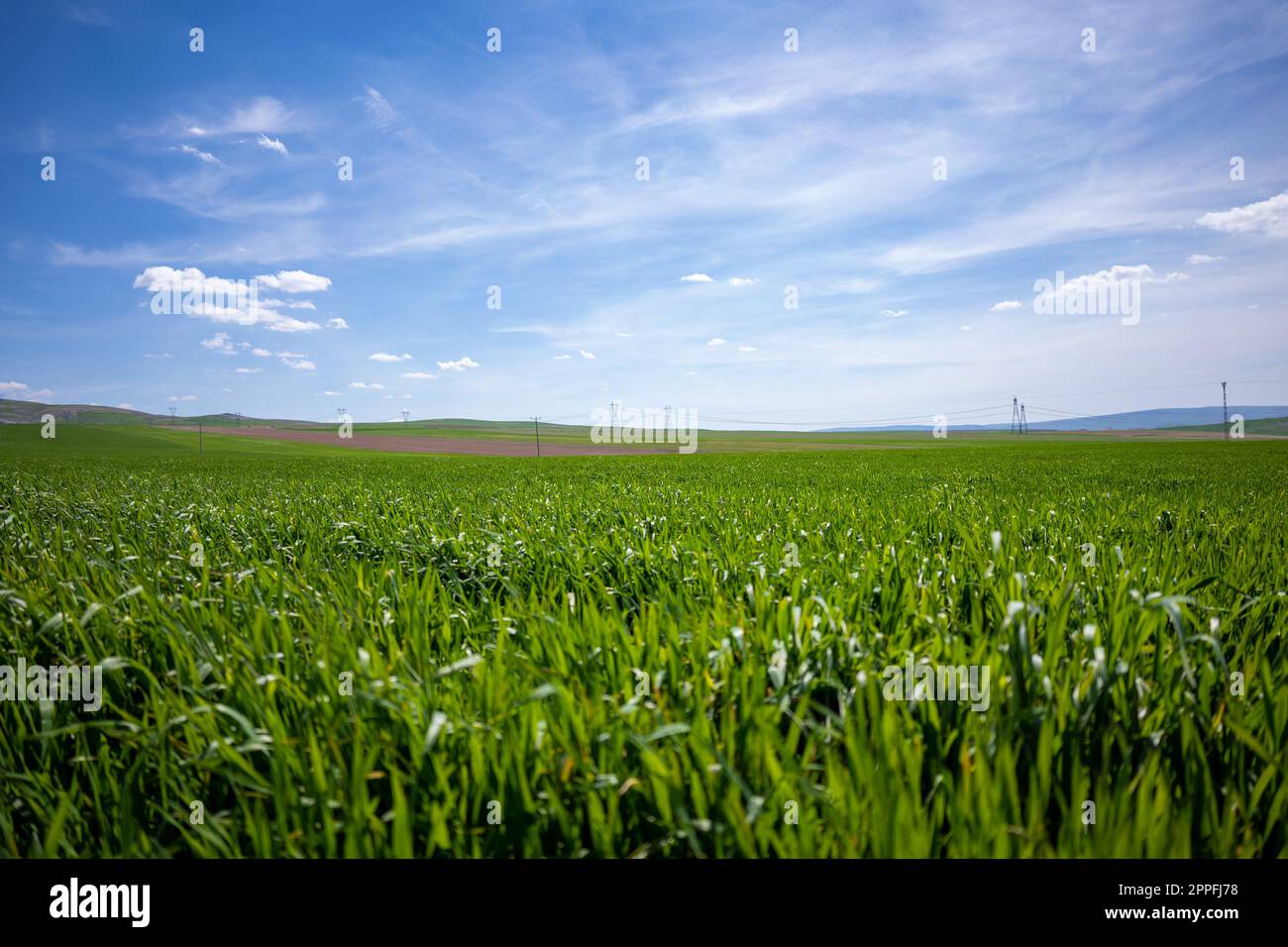 Green Crops Beneath a Blue Sky with White Clouds Stock Photo