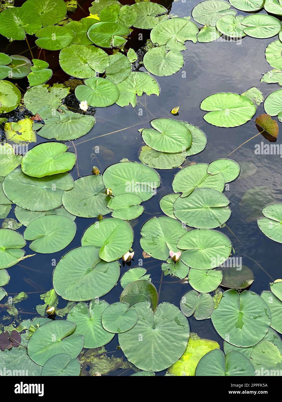 Many green lotus leaves hi-res stock photography and images - Alamy