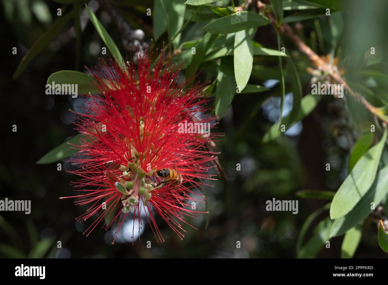 Common red bottlebrush or Melaleuca citrina with some buds yet to bloom and a bee on it, in Melbourne, Australia Stock Photo