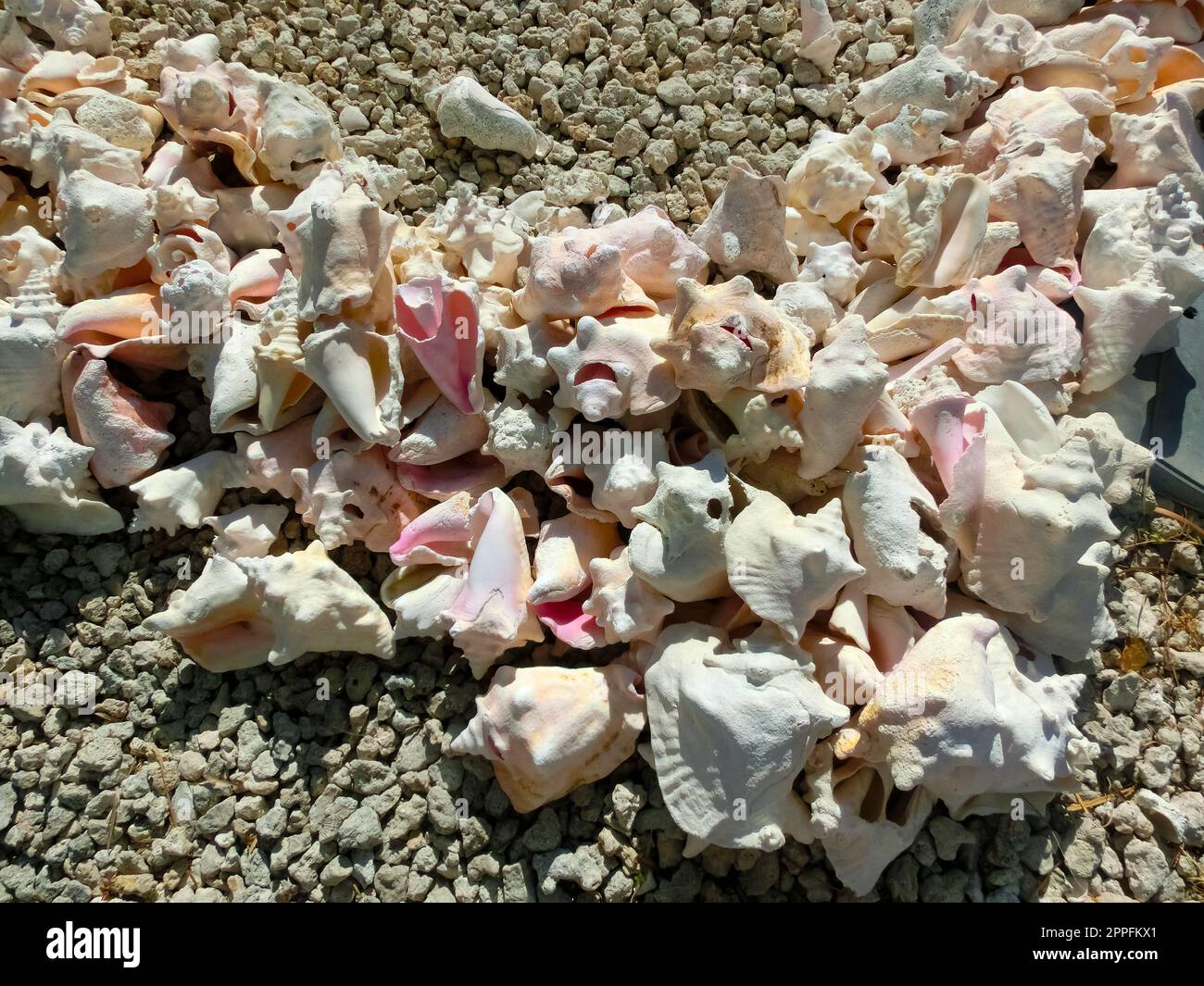 Underwater shells on the sand on the shore of the Indian Ocean. Maldives Islands. Stock Photo