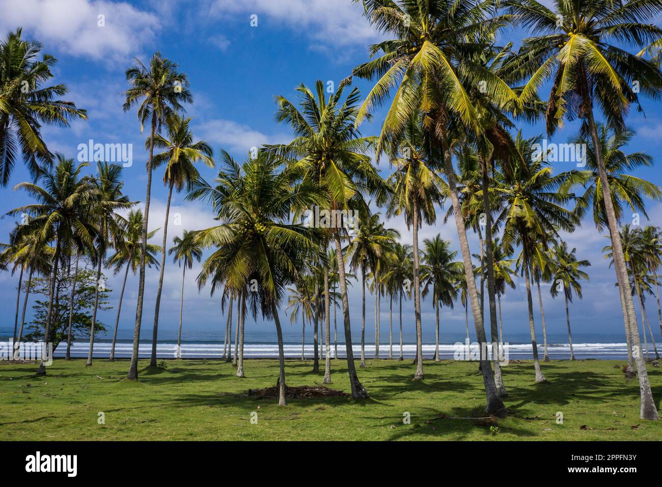 Tropical coconut palm trees facing the ocean in Bali Indonesia Stock ...