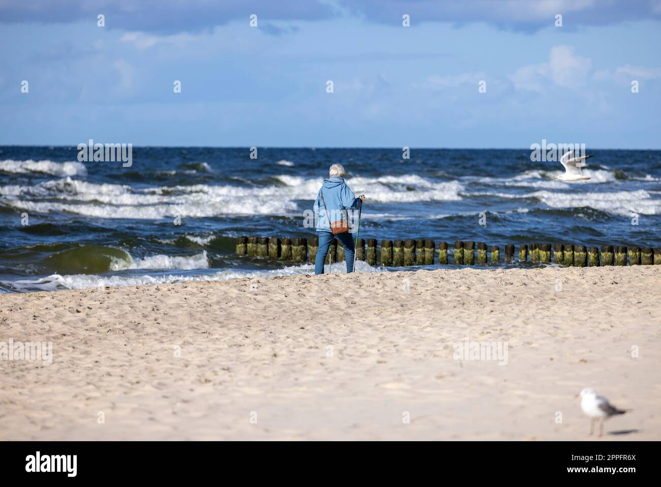 Elderly gray-haired woman walking on sand with trekking poles on shore of the Baltic Sea, Miedzyzdroje, Poland Stock Photo