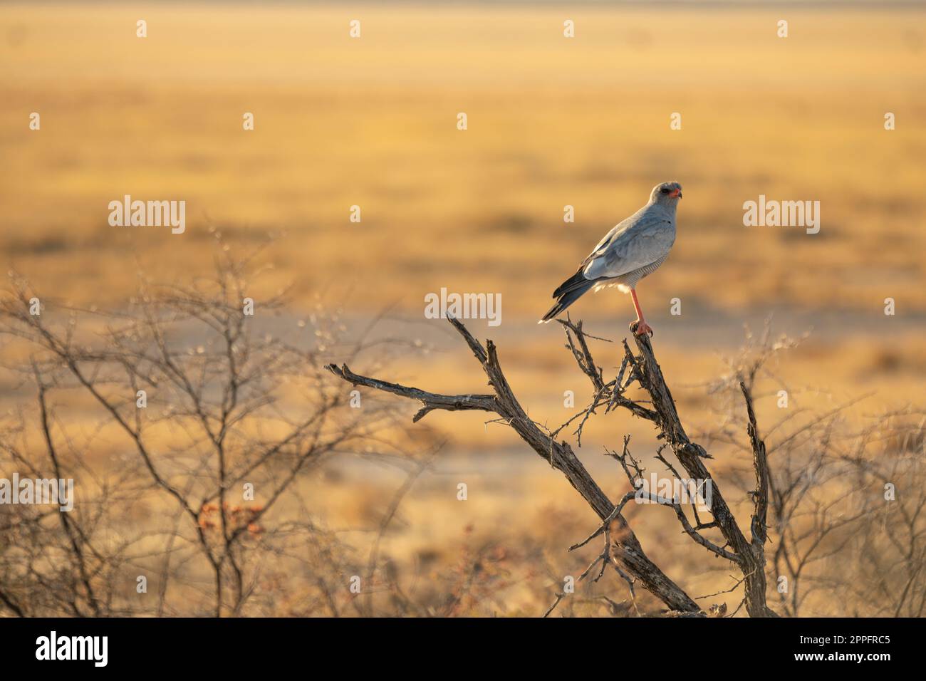 Chanting Goshawk Melierax Canorus Perched On A Tree, Etosha Stock Photo