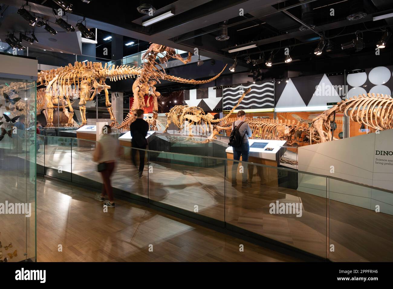 Visitors view the cast dinosaur fossils on display at the Melbourne